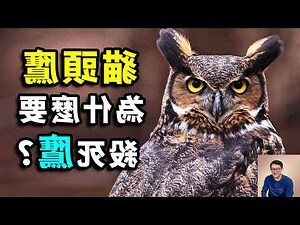 貓頭鷹 風水